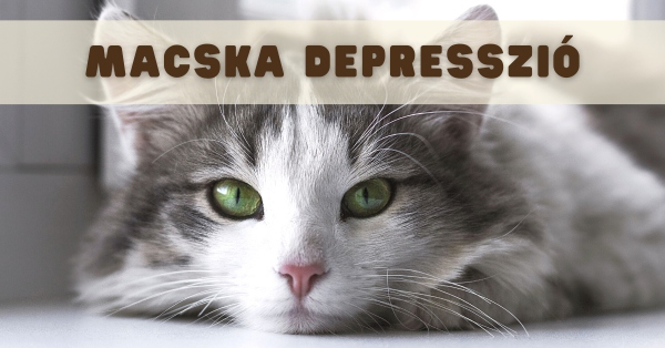 depressziós macska